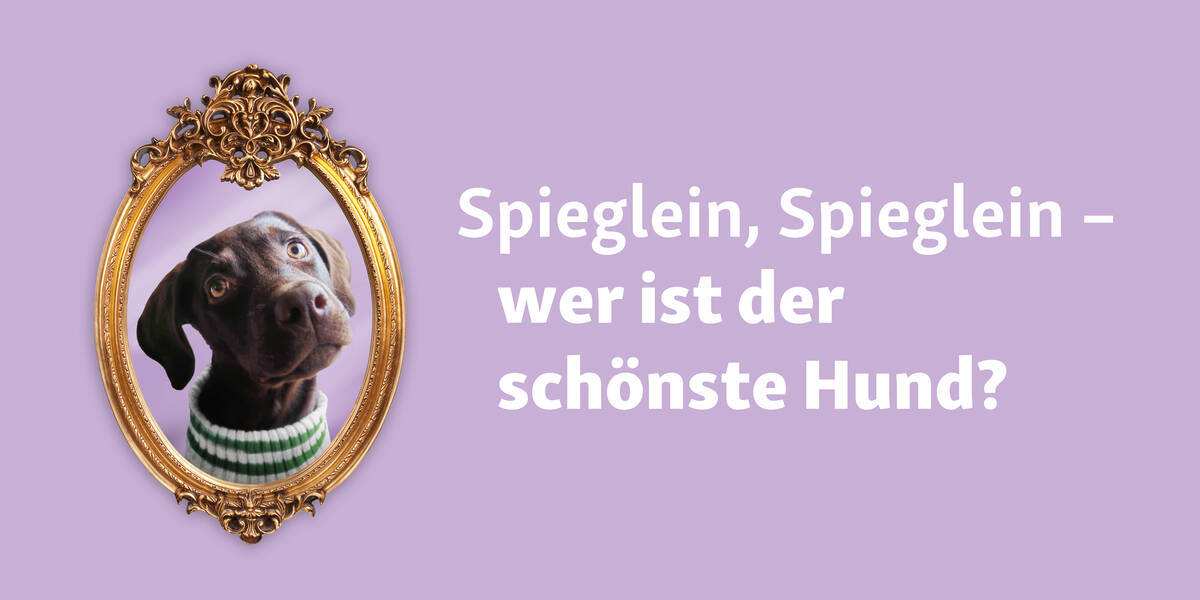 Welthundetag-Fressnapf-sucht-den-schoensten-Hund-Deutschlands-2024